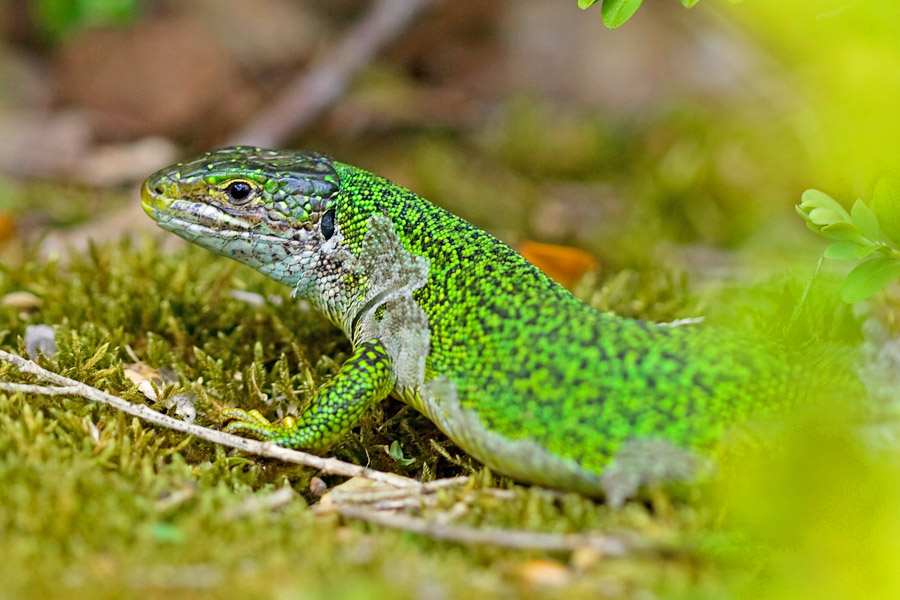 lézard à deux bandes (Lacerta bilineata)